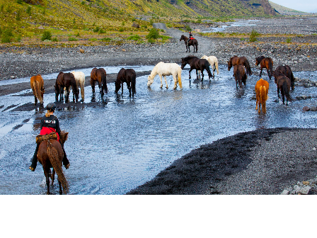 Riding with the Herd in Iceland 